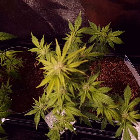 Sweet Gelato growlog photo: Podada