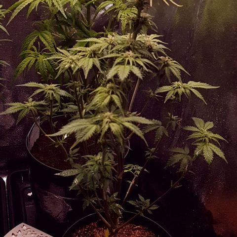 Sweet Gelato growlog photo: Podada