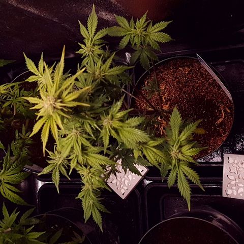 Sweet Gelato growlog photo: Podada