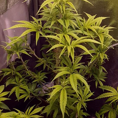 Green Poison F1 growlog photo: Comienzo de floración recién podada.