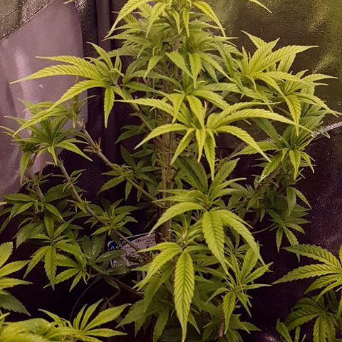 Green Poison F1 growlog photo: Comienzo de floración recién podada.