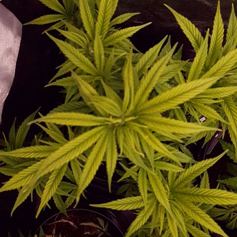 Green Poison F1 growlog photo: Comienzo de floración recién podada.