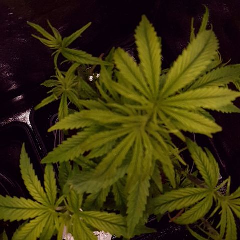 Candy kush growlog photo: Comienzo de floración y recién podada