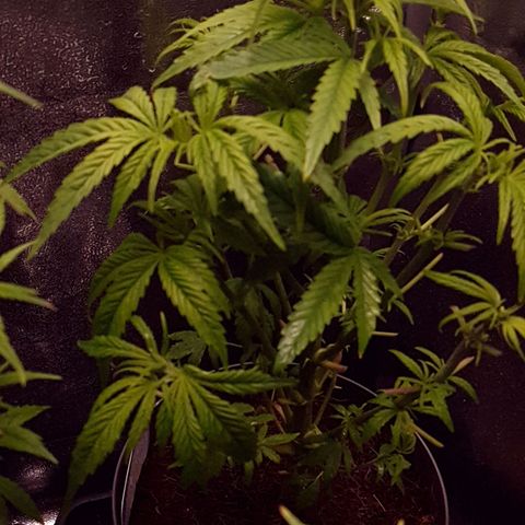 Candy kush growlog photo: Comienzo de floración y recién podada