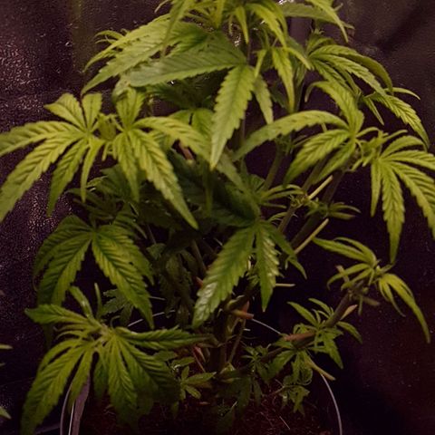 Candy kush growlog photo: Comienzo de floración y recién podada