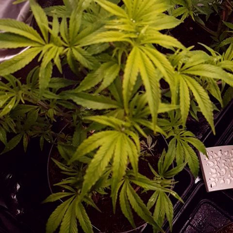Honey Cream growlog photo: Empieza a a florar y recién posada.