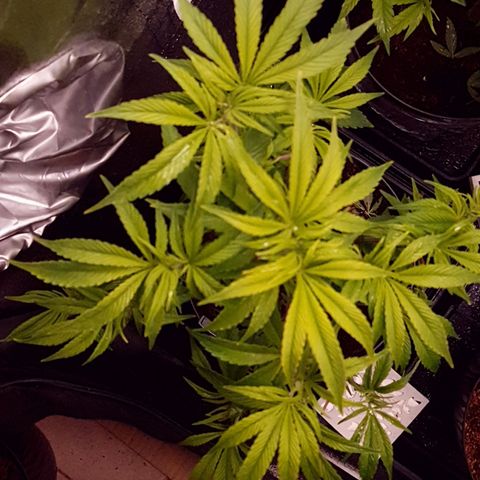Honey Cream growlog photo: Empieza a a florar y recién posada.
