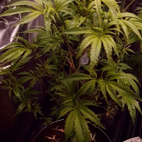 Honey Cream growlog photo: Empieza a a florar y recién posada.