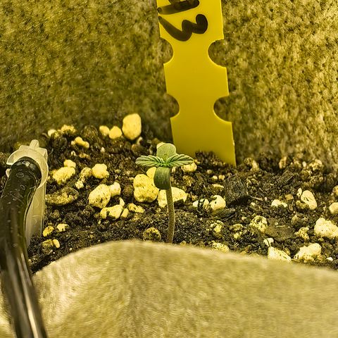Baby Luu #03 growlog timeline photo