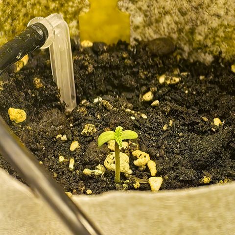 Baby Luu #04 growlog timeline photo