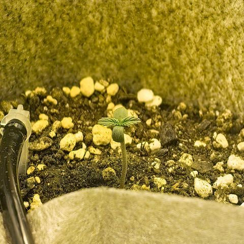 Baby Luu #03 growlog timeline photo