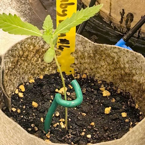 Baby Luu #04 growlog timeline photo