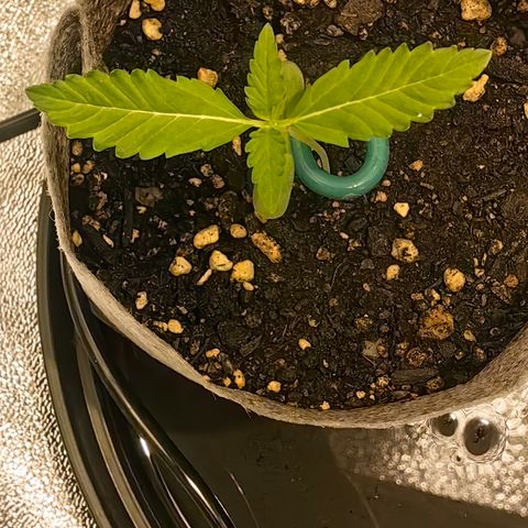 Baby Luu #04 growlog timeline photo
