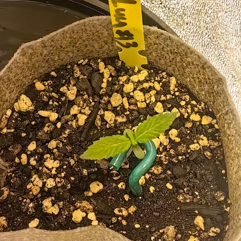 Baby Luu #03 growlog timeline photo