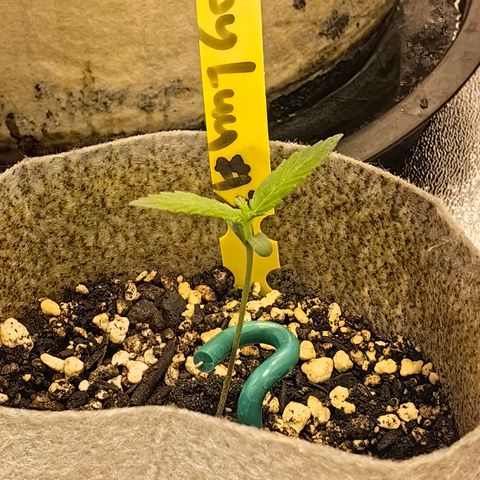 Baby Luu #03 growlog timeline photo