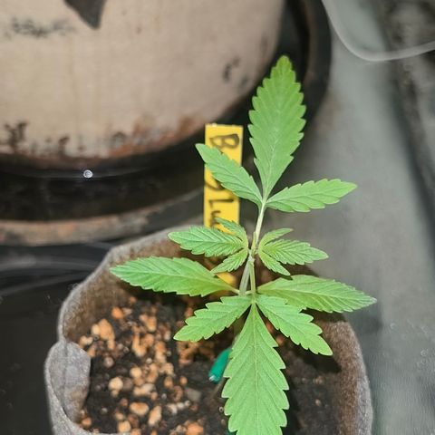 Baby Luu #03 growlog timeline photo
