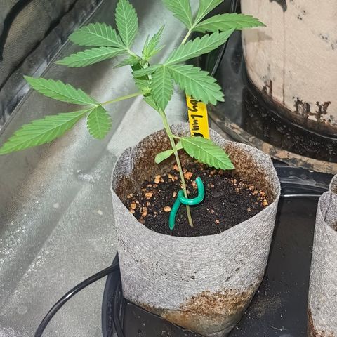 Baby Luu #04 growlog timeline photo