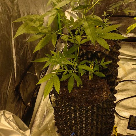 Baby Luu #03 growlog timeline photo