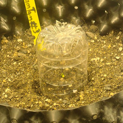 TamTam #03 growlog timeline photo