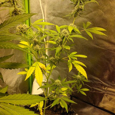 Baby Luu #04 growlog timeline photo