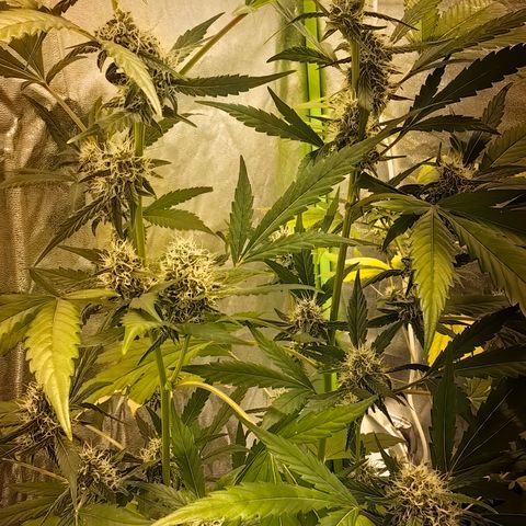 Baby Luu #03 growlog timeline photo