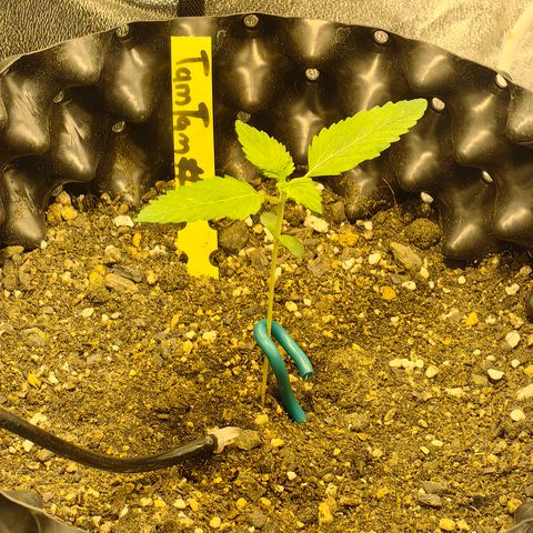 TamTam #03 growlog timeline photo