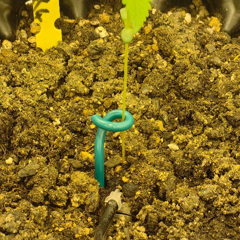 TamTam #04 growlog timeline photo