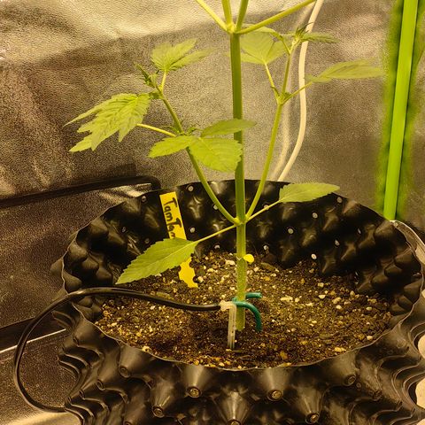 TamTam #03 growlog timeline photo