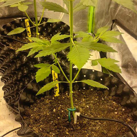 TamTam #04 growlog timeline photo