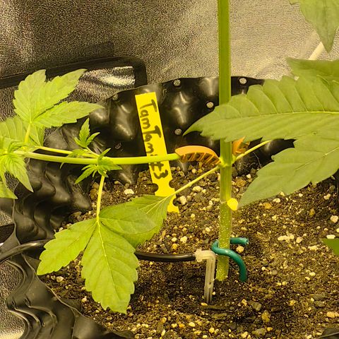 TamTam #03 growlog timeline photo
