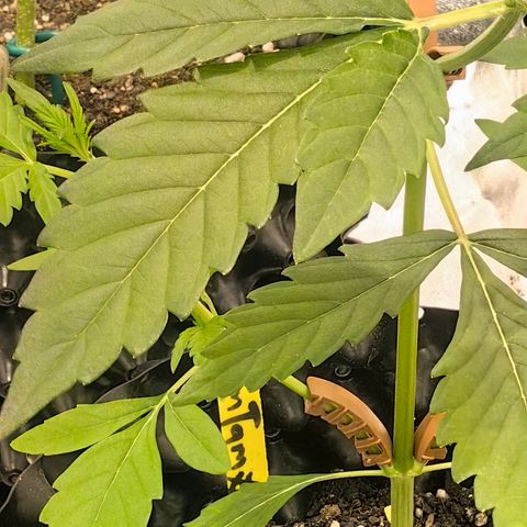 TamTam #04 growlog timeline photo