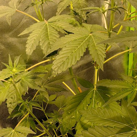 TamTam #03 growlog timeline photo