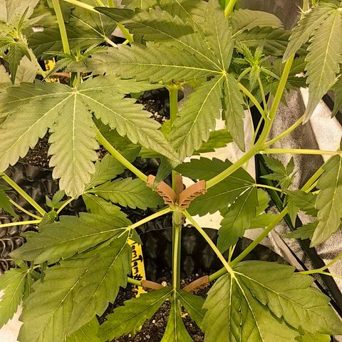 TamTam #04 growlog timeline photo