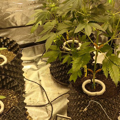 TamTam #04 growlog photo: Installed Netbows for more even distribution of water