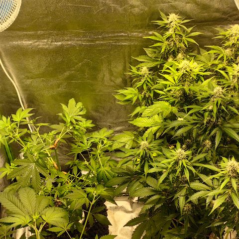 TamTam #04 growlog timeline photo