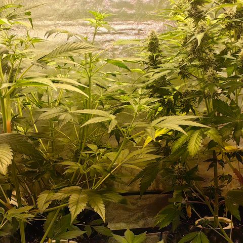 TamTam #04 growlog timeline photo