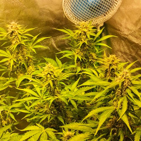TamTam #03 growlog timeline photo