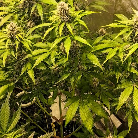 TamTam #04 growlog timeline photo