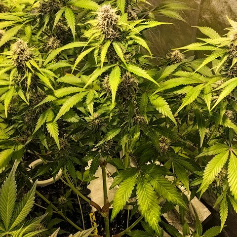 TamTam #04 growlog timeline photo