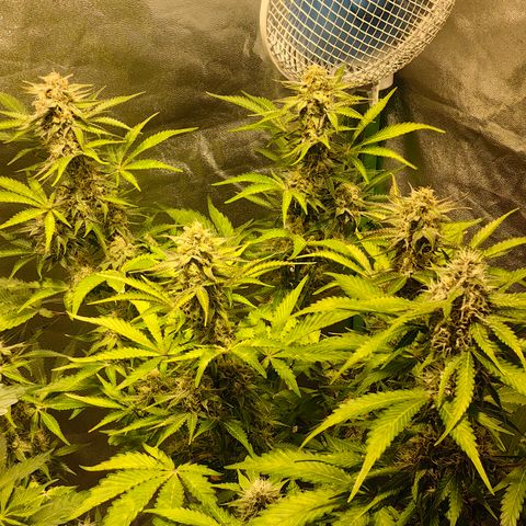 TamTam #03 growlog timeline photo