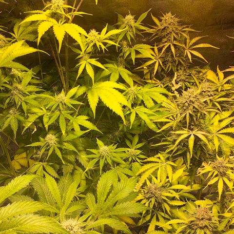 TamTam #04 growlog timeline photo