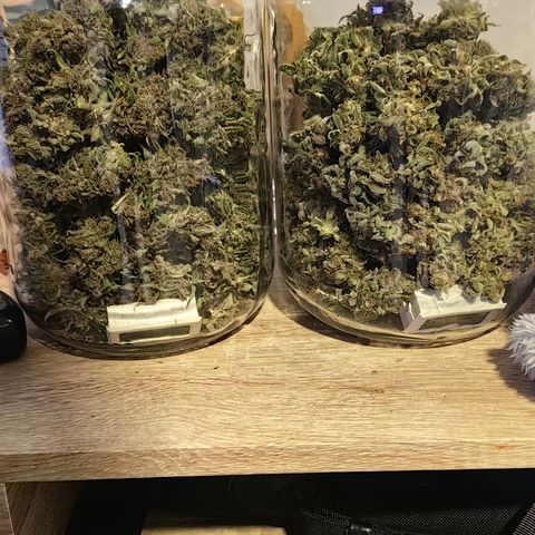 TamTam #04 growlog timeline photo