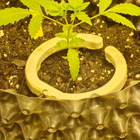 Tangie  #1 growlog timeline photo