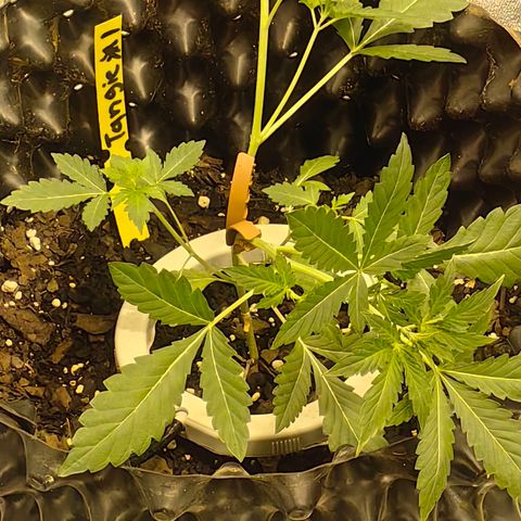 Tangie  #1 growlog timeline photo