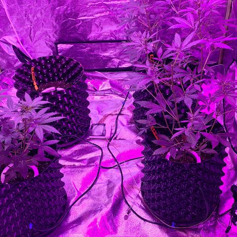 Tangie  #1 growlog photo: Changed from HPS to LED, we are deep in summer in the global south so I had to. Sadly, Tangie #1 dies in the process 😭