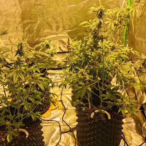 Tangie #5 growlog timeline photo