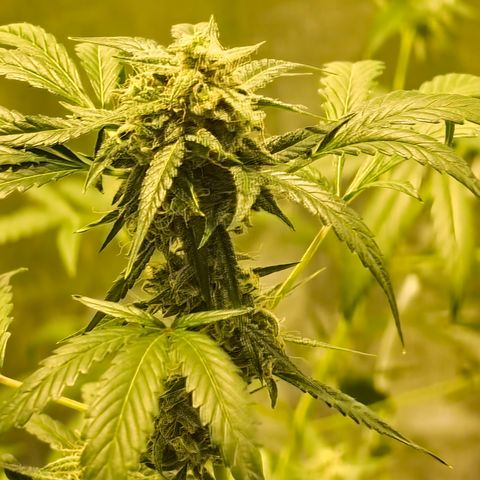 Tangie #5 growlog timeline photo
