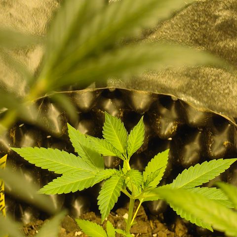 Tangie #5 growlog timeline photo