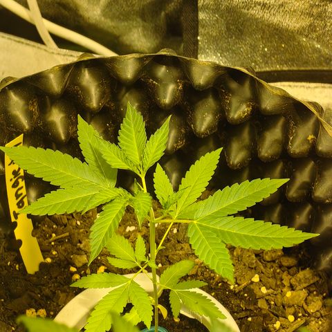 Tangie #5 growlog timeline photo