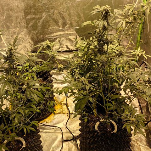Tangie #5 growlog timeline photo